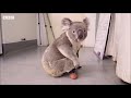 Koala gets Prosthetic Foot from Dentist – BBC News