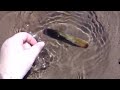 I caught (digged up) a razor clam! / J'ai pêché un couteau!