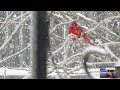 ASMR Heavy Snowstorm | Wind, Blowing Snow and Cardinals | Sleep, Calm & Relaxation | 102