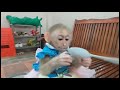 Baby Monkey Na Eats Yogurt