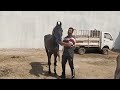 English Horses in Hyderabad | Saste Ghode in Hyderabad | Thorobred Horse & Indian