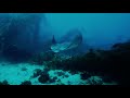 Diving the kelp forests of Catalina Island in 4k