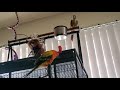 Cinnamon my green check cinnamon conure