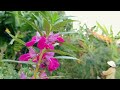Ruby Emily (Part 30) Nature with rural life - garden