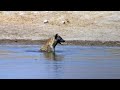 Hyena + Water = Crazy Hyena