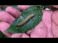 Green snake is venomous‼️catch longhorn beetle, katydids, dragonfly, weevil beetle, chameleon, crab
