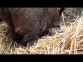 The story of boars family - life in the Nature