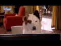 Dog With A Blog - The Kids Find Out Stan Blogs - Stan's Secret Revealed? - Disney Channel UK HD