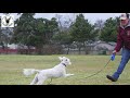 How to use a Long Line when Training Your Dog