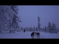 허스키 썰매 ASMR | Husky sledding in Lapland, Finland