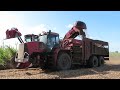 Russell's cutting sugar cane with their modified harvester and Maxihaul haulout.