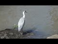 野鳥　　青鷺の一本足