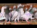 high flying pigeon for sale//top 10 high flying pigeons in world//parwazi kabootar for sale//#viral