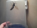 Large hornet/wasp