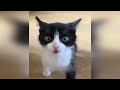 Funny animals! Funniest Cats and Dogs - 44