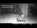 Night of 30 Sept 23 - 01 Oct 23 Game Cam Fun Under the Mullberry Tree