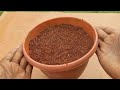 Grow Cardamom From Seeds | How To Grow Cardamom Plants From Seeds