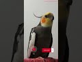Monty The Naughty Cockatiel's weekly moments. ❤️❤️part 52❤️❤️ #monty #viral