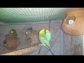 Love Birds Playing Together: Heartwarming Moments! ❤️ | My Pets My Garden