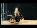 What would HAPPEN if a BLACK WIDOW tries to FEED on a SCORPION? EDUCATIONAL EXPERIMENT