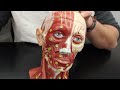 Muscles of the Head & Neck | Anatomy Model