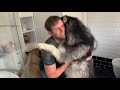 Giant Sulking Dog Hates Bath Time And Does Everything To Avoid It! (THE BEST BITS)