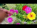 Portulaca | Moss rose plant care || दावस्रि आथिं फुलखौ माबादि रोजा बिबार मोनलायखो