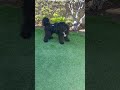 Google at 6months - Portuguese Water Dog