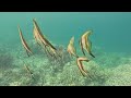 Reefs of Nusi Island II