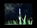 Time Lapse Photography of Bearded Iris Blooming