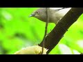 Bird sounds for relaxation - Bird sounds Heal stress, Heal the mind - Sleep well