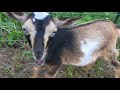 Baby Pygmy  Goats Eat Marshmallows for the First Time! Funny Kids!