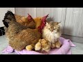 The rooster takes the hen to save the chicks! The kitten was embarrassed. So funny and cute animal🤣