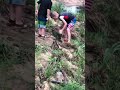 Wildlife Kid Catches A Big Turtle!
