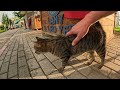 Tabby cat allows itself be stroked, but, not received anything tasty, proudly leaves. Cats in Turkey