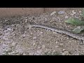 Gopher snake in our yard Tucson, Arizona