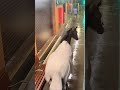 Commuters Spot Runaway Horse At Train Station