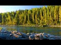 4K Evening River Forest Ambience with Birdsong | Relaxing Nature Sounds for Sleep & Meditation