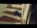 Sonic Goes Downstairs