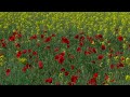 4K HDR Field Flowers & Skylark - Birdsong & Poppies - Birds Chirping - Relaxing Spring Nature Video