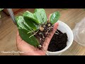 ZZ plant single leaf propagation with updated || बिलायनिफ्रयनो फुलि बानायबाय || जे जे फुल