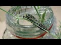 Swallowtail caterpillar molts from 4th to 5th instar