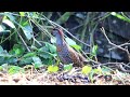 Mandar-padi kalung-kuninh (Buff-banded Rail)