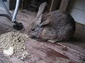 Porch Rabbit