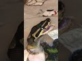 Ball python eats yummy rat