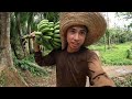 PANAMA SA SAGING DAMING HARVEST. MAGANDANG PAGKAKITAAN