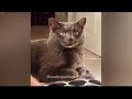 🤣 Funniest Cats and Dogs 🤣🤣 Best Funny Animals 2024 🐶😸