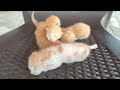 Little kittens meowing and talking - Cute cat 😺 video 📸