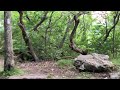 Deer on the Appalachian Trail