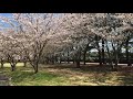 Cherry blossom park #sakura #japan